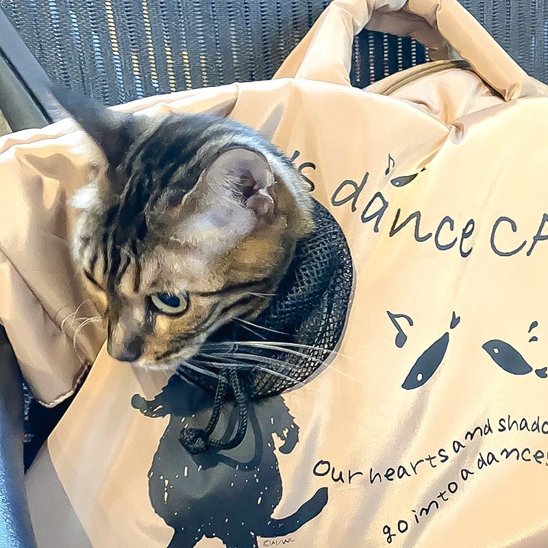 ダンス猫顔出しキャリーバッグ | わちふぃーるどオンラインショップ