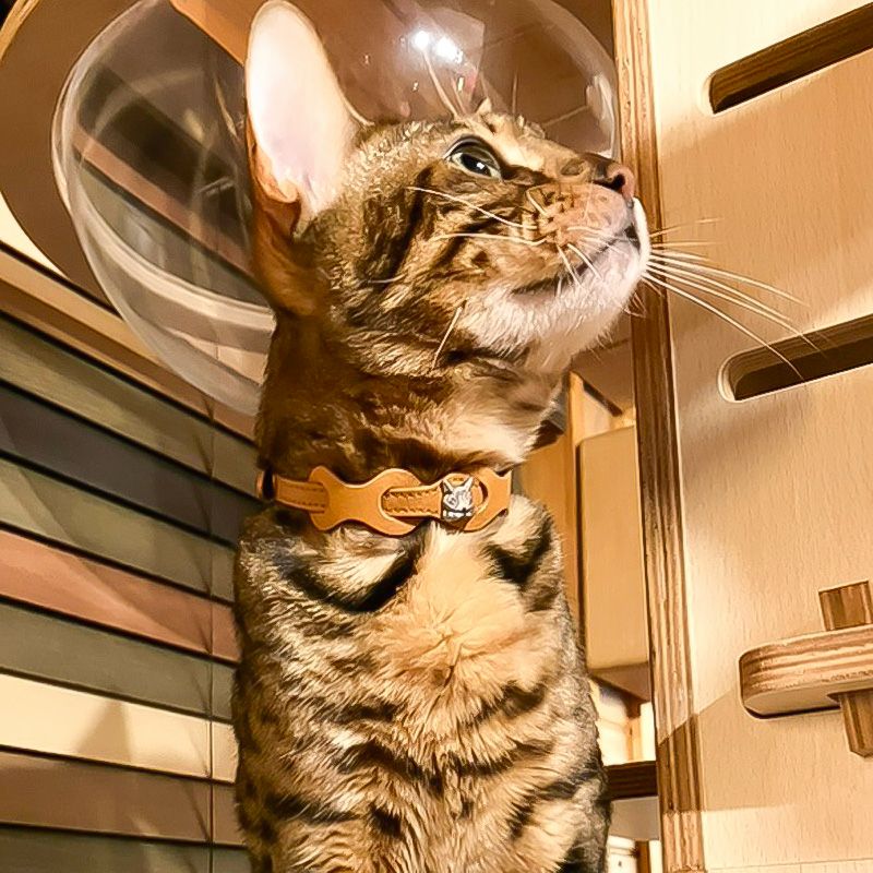 レザーリング猫首輪 キャメル | わちふぃーるどオンラインショップ