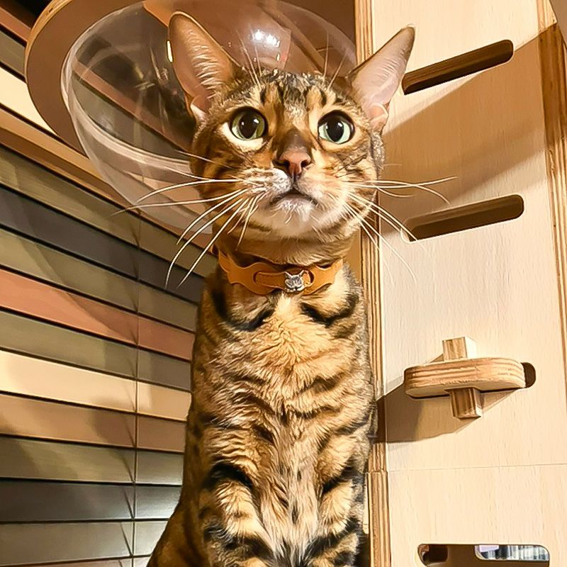 レザーリング猫首輪 キャメル | わちふぃーるどオンラインショップ