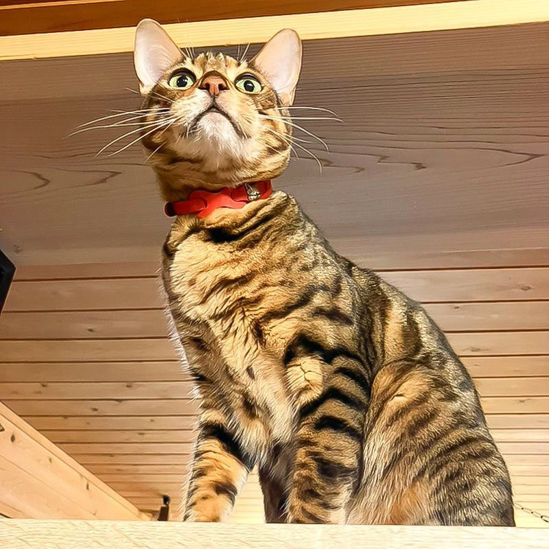 レザーリング猫首輪 赤 | わちふぃーるどオンラインショップ