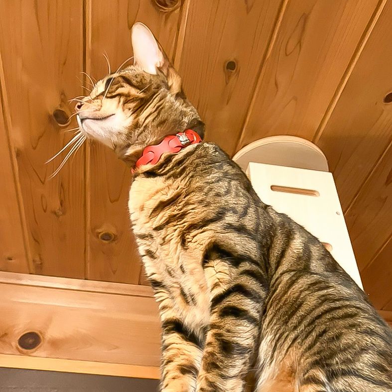 レザーリング猫首輪 赤 | わちふぃーるどオンラインショップ